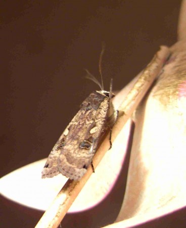 noctuelle frangée